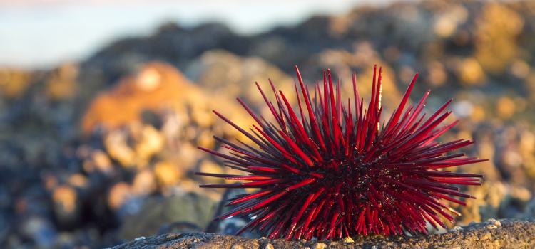 Red sea ​​urchin