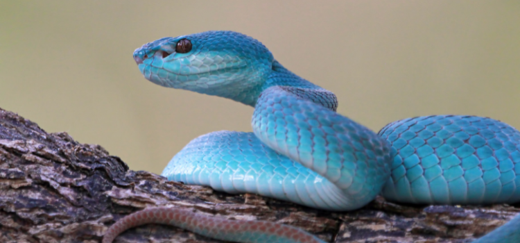 Blue Bongar Snake